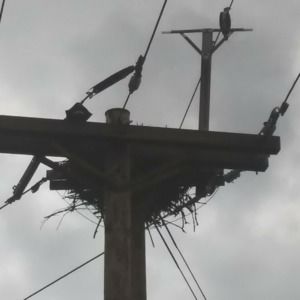 Meet your Posher, Andrée